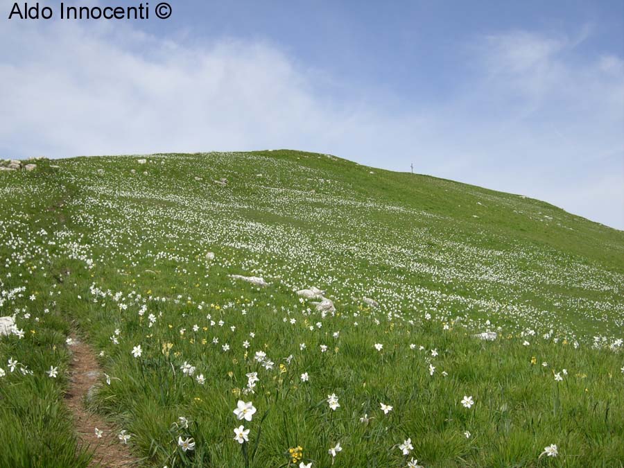 LE GIUNCHIGLIE E LA VETTA DEL MONTE CROCE