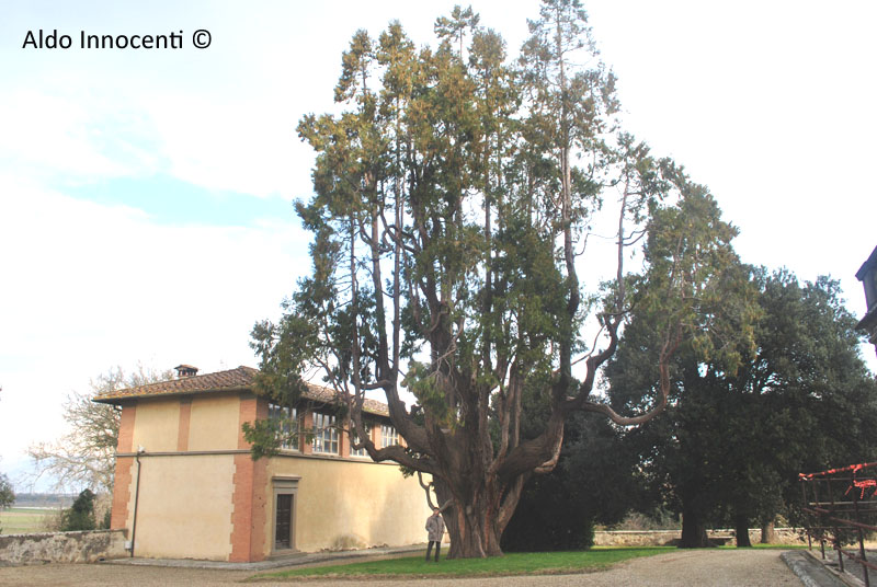 LIBOCEDRO DELLA VILLA MEDICEA DI POGGIO A CAIANO 6