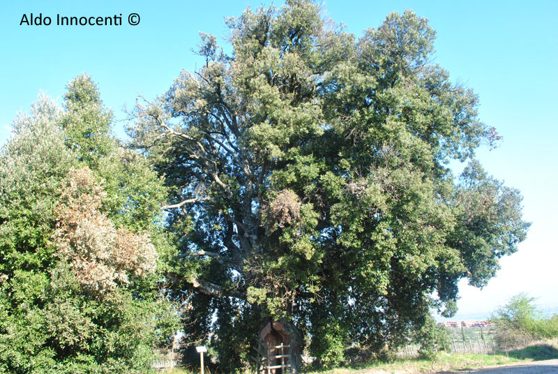 LECCIONE DI MONTAIONE 2