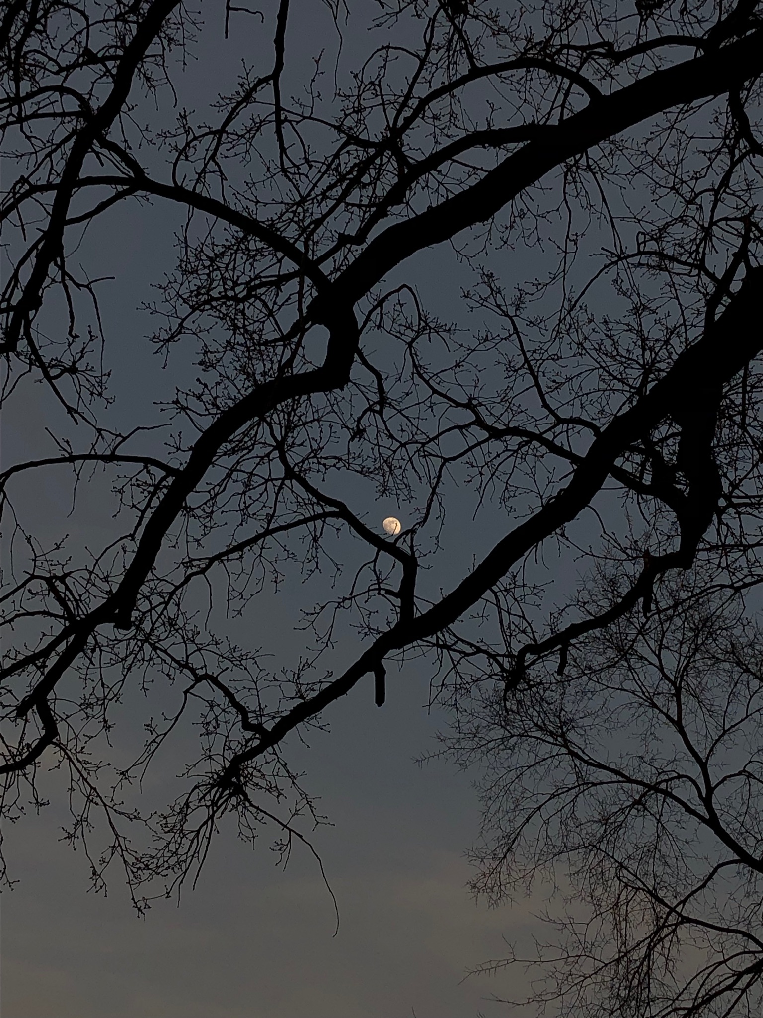 calendario lunare