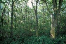 IL BOSCO DI POLICORO