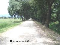 CASCINE DI TAVOLA: VIALE DI LECCI 2