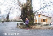 CASTAGNO DI ANNIBALE A RENAIO: 7' IMMAGINE