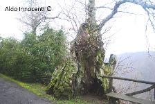 RENAIO: CASTAGNO SAN PAOLINO 5' IMMAGINE