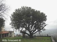 IL GRANDE LECCIO DI FALTOGNANO: 2' IMMAGINE