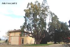 LIBOCEDRO DELLA VILLA MEDICEA DI POGGIO A CAIANO 6
