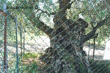 OLIVO DELLA STREGA: 8' IMMAGINE