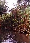 IL FIUME CIANE