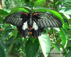 BUTTERFLY HOUSE DEL GIARDINO DI VILLA GARZONI A COLLODI: 6' FARFALLA