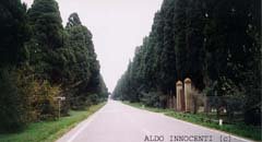 I CIPRESSI DI BOLGHERI